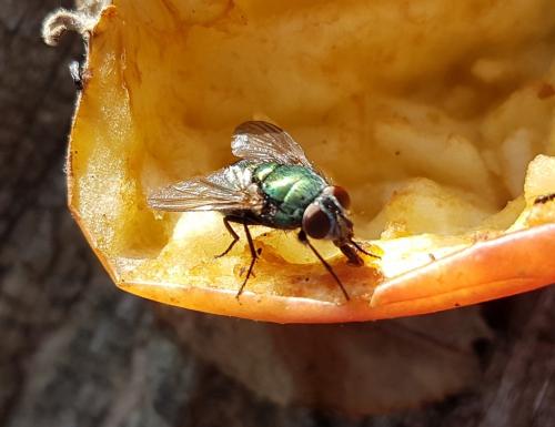 Lucilia sp.